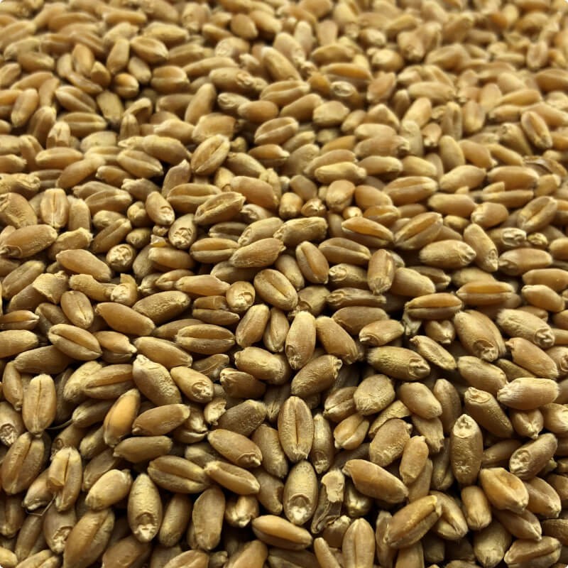 Wheat - фото - 2