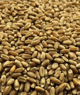 Wheat - фото - 2