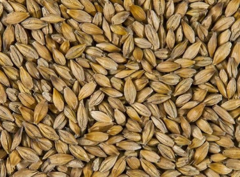 Barley - фото - 2