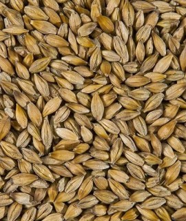 Barley - фото - 2