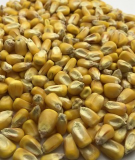 Corn - фото - 1