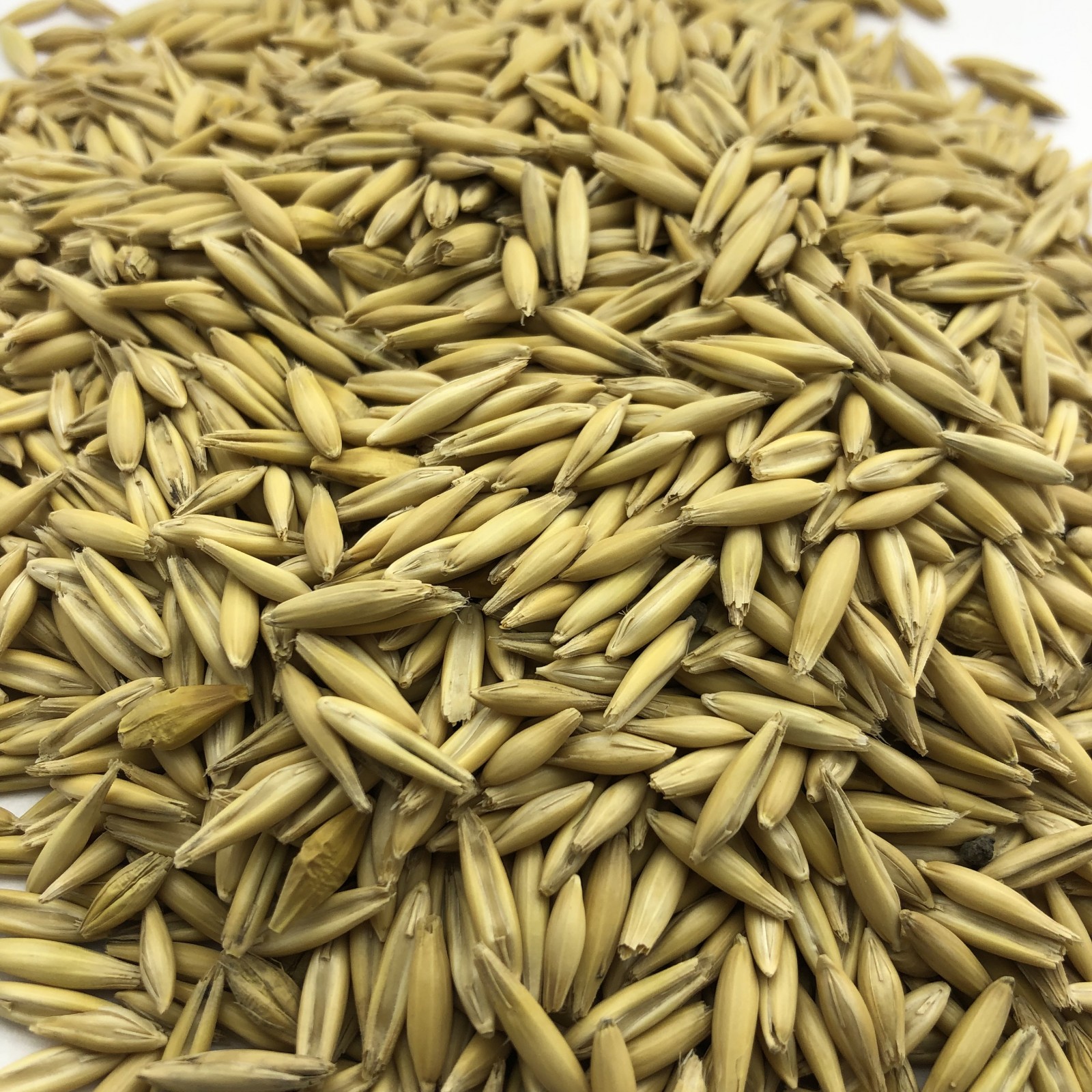 Oats - фото - 1