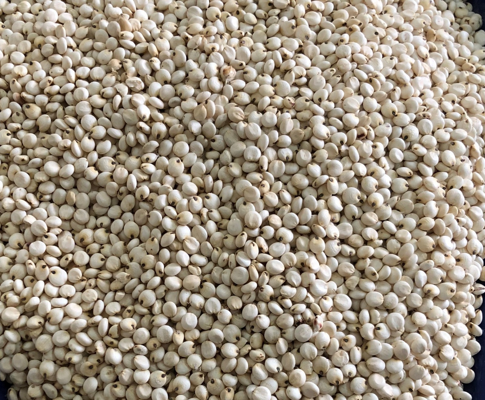 Sorghum - фото - 1