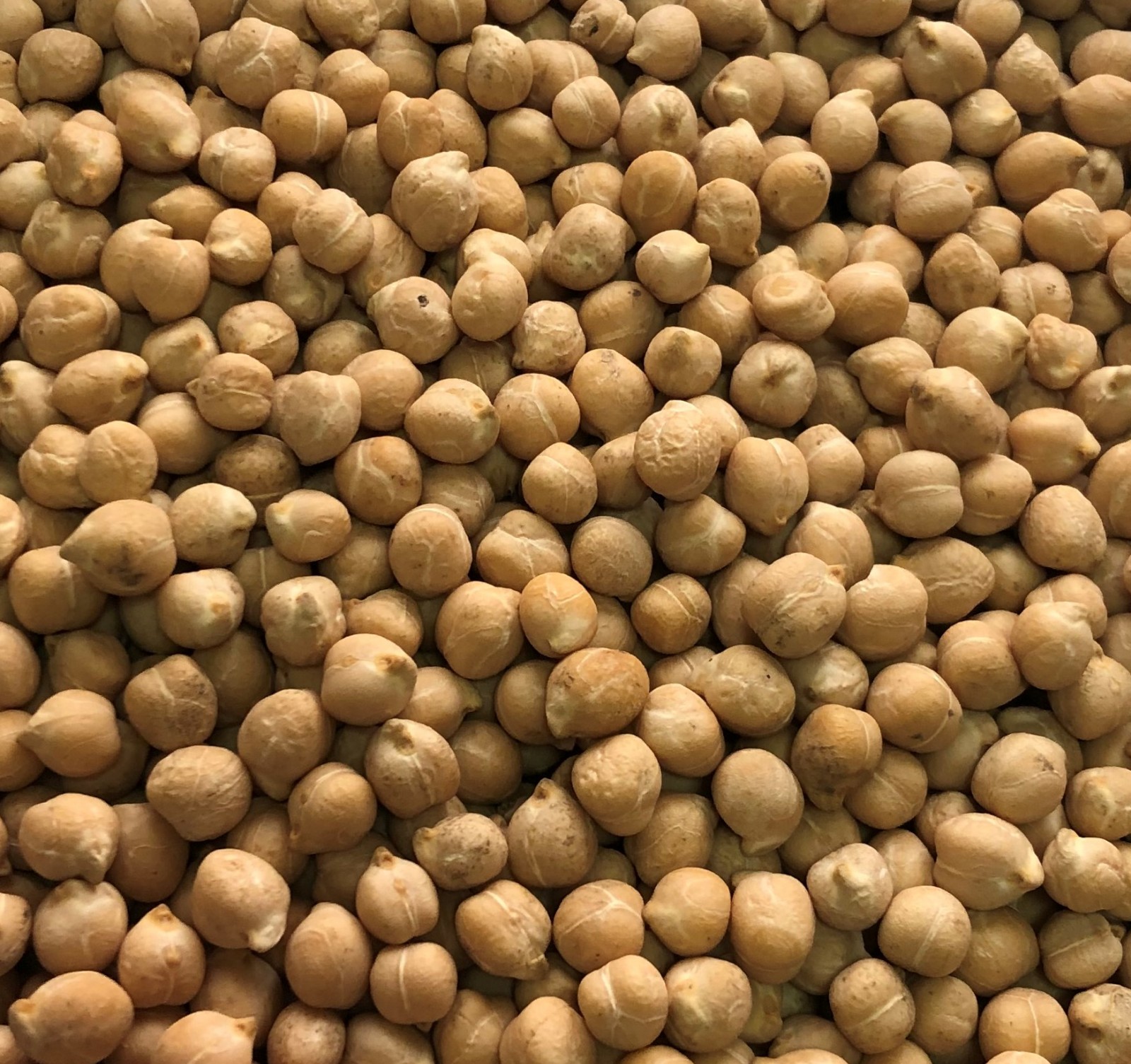 Chickpeas (Kabuli) - фото - 1