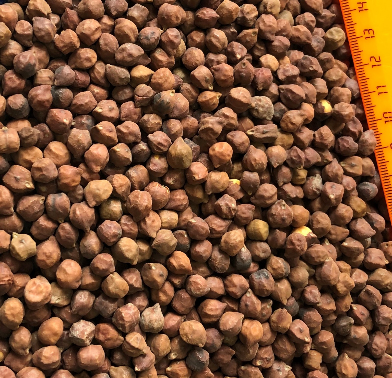 Chickpeas Red (Desi) - фото - 1