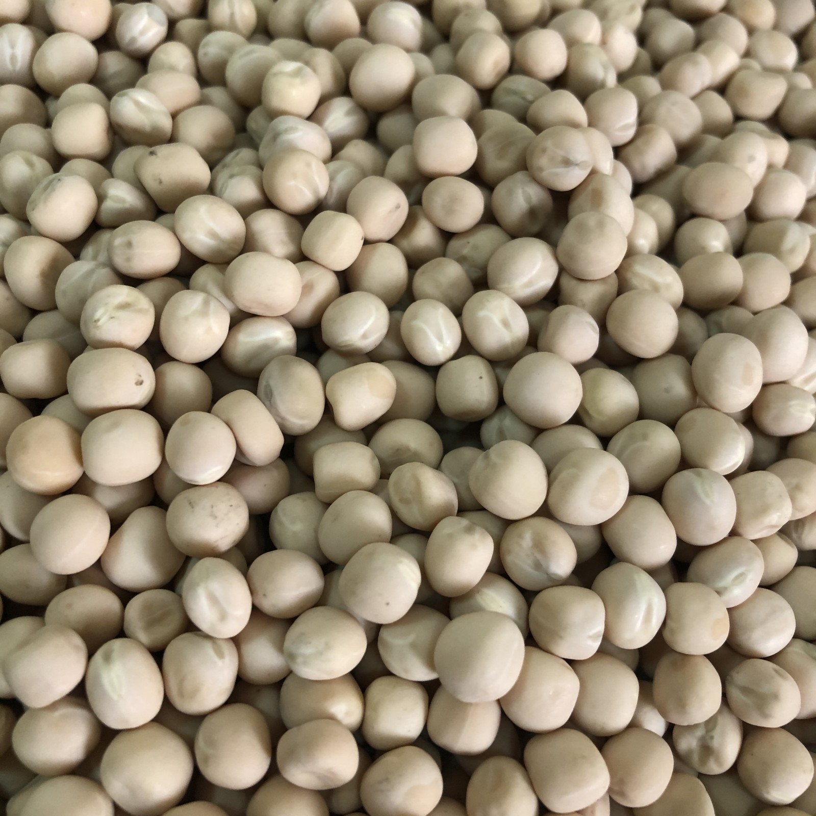 Yellow peas - фото - 1