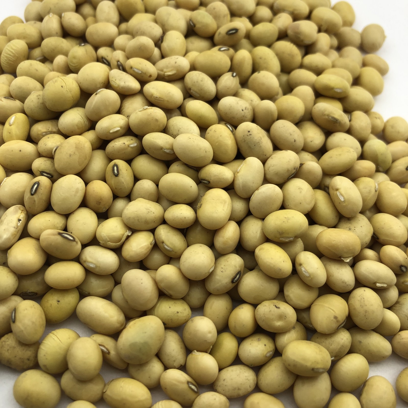 Soybean - фото - 1