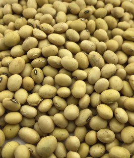 Soybean - фото - 1