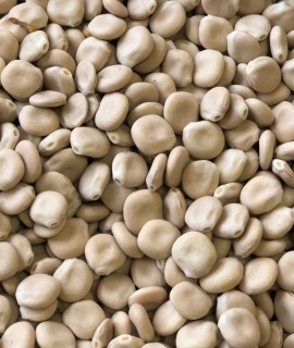 Lupine - фото - 1