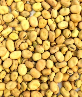 Faba beans - фото - 1