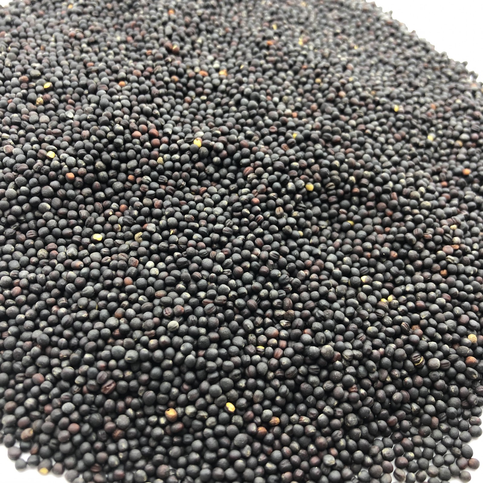 Rape seeds - фото - 1