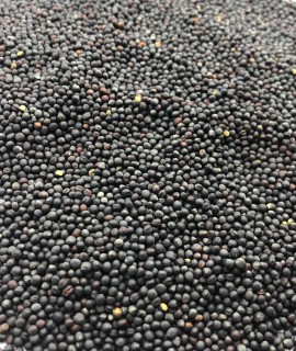 Rape seeds - фото - 1