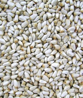 Safflower - фото - 1