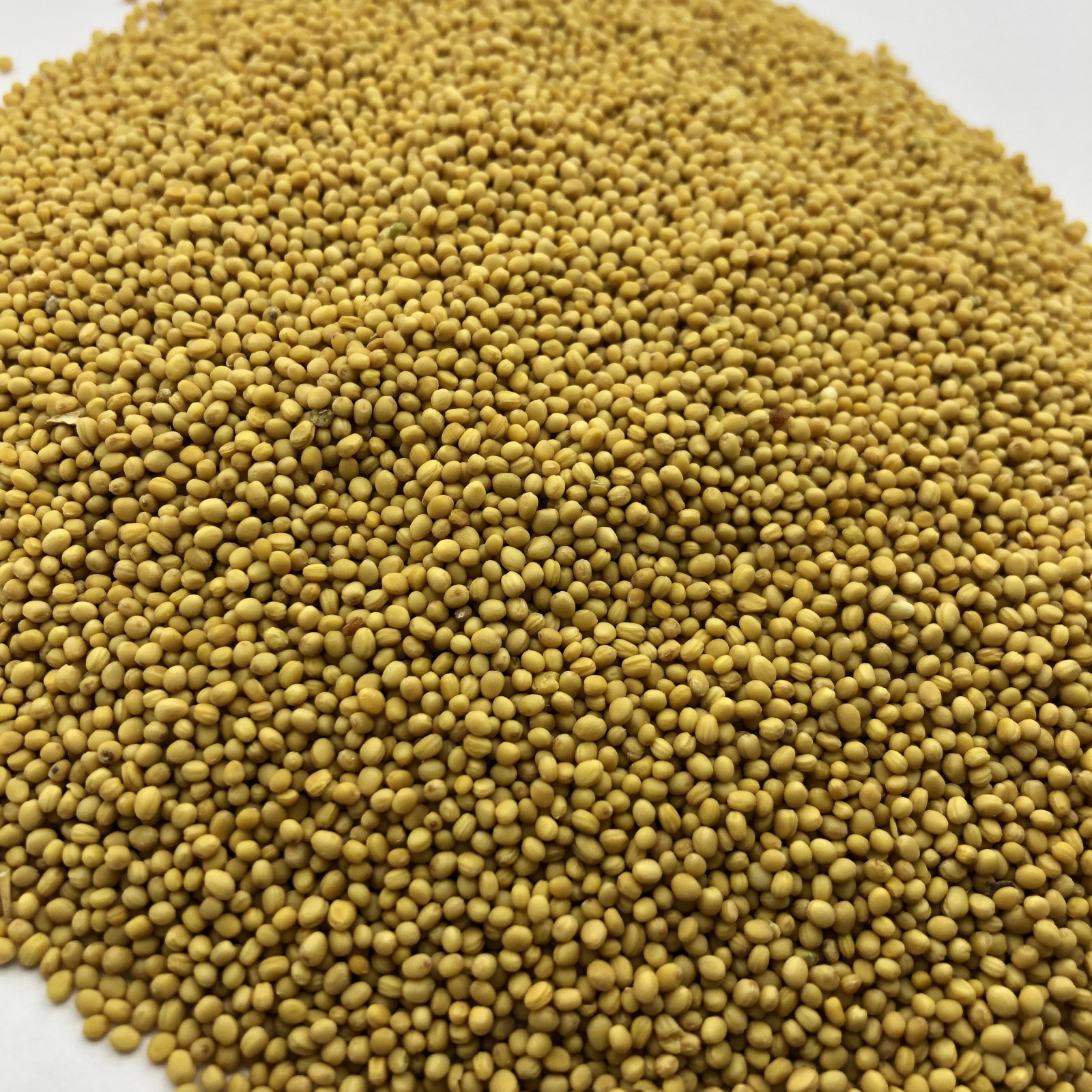 Yellow mustard - фото - 1