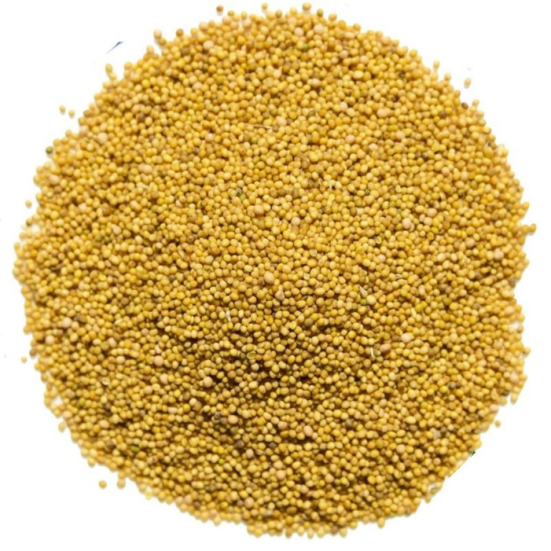 White mustard - фото - 1