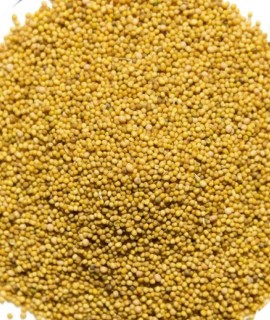 White mustard - фото - 1