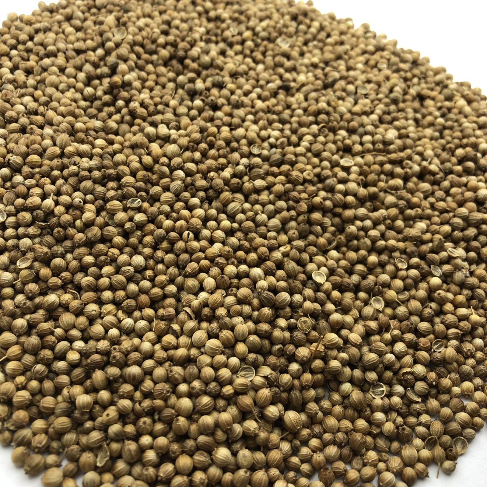 Coriander - фото - 1