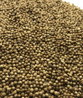 Coriander - фото - 1