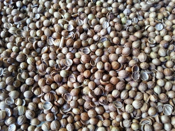 Coriander split - фото - 1