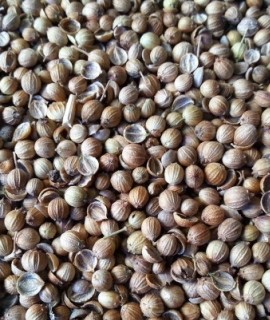 Coriander split - фото - 1