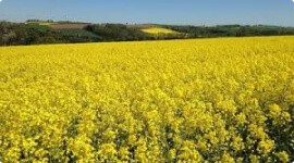 мэз Allseeds стал крупнейшим производителем рапсового масла в этом сезоне - фото - 1